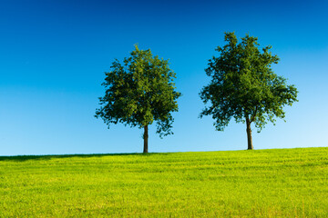 Fototapeta na wymiar Two trees in a green field with a clear blue sky in the background