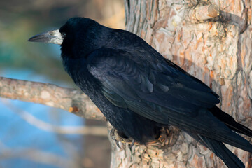 close up rook