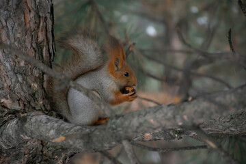 Naklejka na ściany i meble A squirrel eats a nut on a pine branch. Close-up.