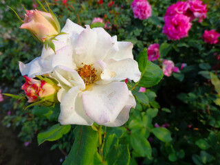 beautiful white rose flower in garden
