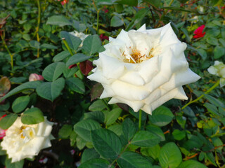 Fototapeta na wymiar beautiful white rose flower in garden