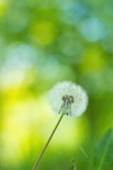 Ein einzelner Löwenzahn Pusteblume steht im Frühling auf der Wiese, Taraxacum