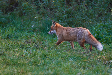 Rotfuchs bei der Mäusejagd	