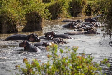 A large group of hippos lie in the water.Tanzania Serengeti 
