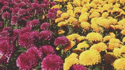 photo of artistic colorful pom dahlia in the garden