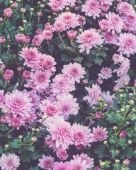 photo of artistic chrysanthemum in the garden