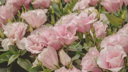 Fototapeta premium photo of artistic lisiant hus flowers in the garden