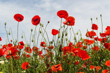 Obraz premium Blossom poppies in a low perspective
