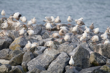Mantelmöwen und Silbermöwen an der Ostsee	