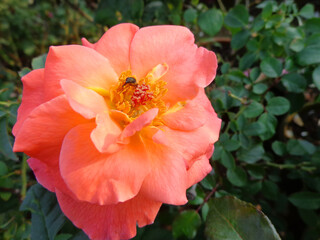 beautiful orange rose flower in garden