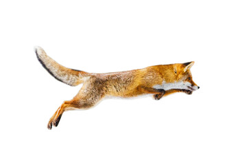 Fox flight. Jumping red fox, Vulpes vulpes, isolated on white background. Orange fur coat animal in...