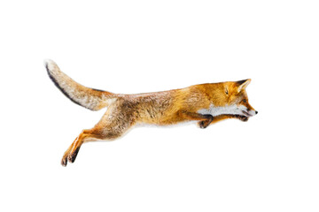 Fox flight. Jumping red fox, Vulpes vulpes, isolated on white background. Orange fur coat animal in winter. Fox on green forest meadow. Action fly funny scene from nature. Wildlife scene from Europe.