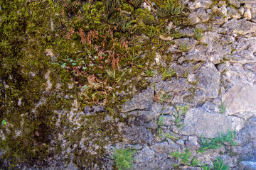 natural stone wall covered with colorful vegetation