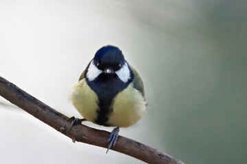 Great Tit
