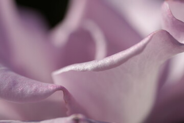 紫色のバラのクローズアップ