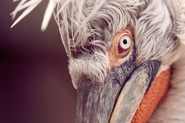 Eye detail of Dalmatian pelican Pelicanus crispus