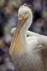 Dalmatian pelican Pelicanus crispus close up