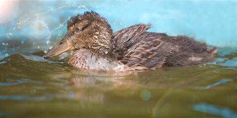 Duckling swimming in the water