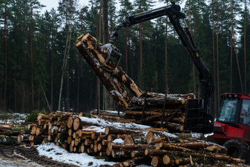 Fototapeta premium Logging machine working in winter forest area. Forest management stage deforestation.