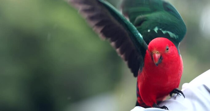 Australian King Parrot 4K slow motion on tree branch looking around in national park	