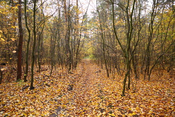 autumn in the forest