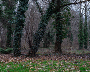 Fototapeta premium Autumn in the forest.