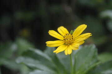 yellow flower in the garden