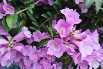 Real flowers, keindahan alam yang menampilkan berbagai cerita, mempercantik luar dalam ruangan anda. (Bower vine)