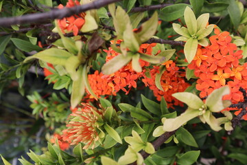 Real flowers, keindahan alam yang menampilkan berbagai cerita, mempercantik luar dalam ruangan anda. (Ixora chinensis)