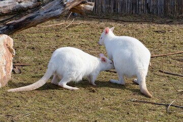 Red-necked Kangaroo - Albino (Macropus rufogriseus). © konyt