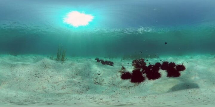 Black sea urchins amongst the seaweed. Black urchin, underwater at bottom. 360VR Video.