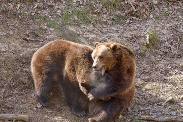 Naklejka na ściany i meble Two Brown bears (Ursus arctos arios) are fighting.