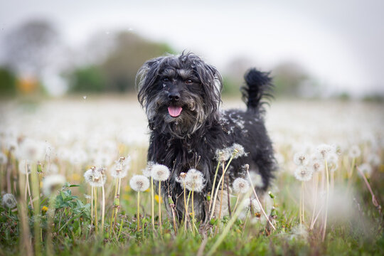 small black dog in a field of dandalion