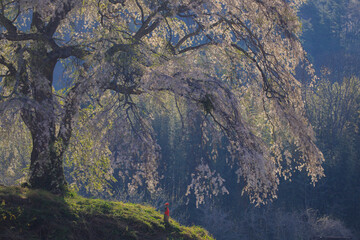 沼田町　上発地のシダレザクラ