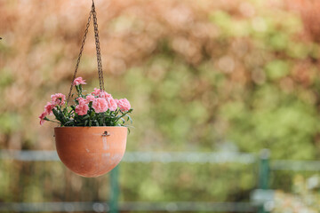 Vase with pink carnations. Clay pot suspended in the air with small chains