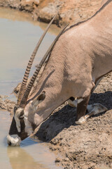 Oryx antelope drinks at the waterhole in northern Namibia