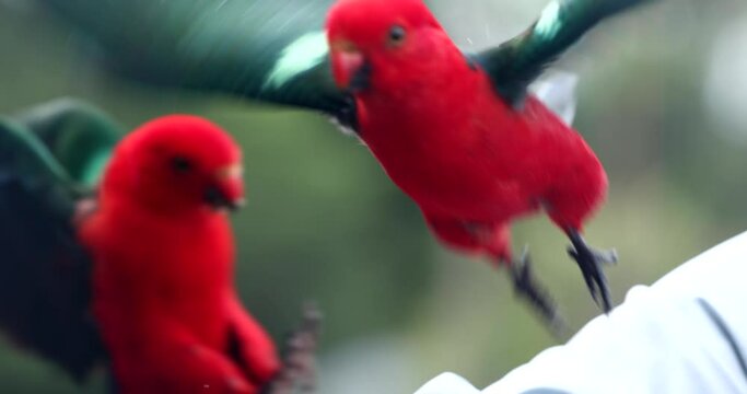 Australian King Parrot 4K slow motion on tree branch looking around in national park	