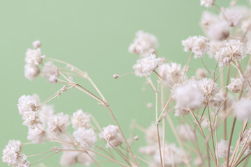 Gypsophila delicate romantic dry little white flowers wedding lovely bouquet on green background