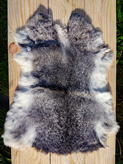 Skin of a hare. Skin of a Russian hare on a board. Full skin of a Russian hare, dressed. © Виктор Лазарев