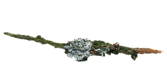 Dry elm tree branch with moss and lichen isolated on white background and texture