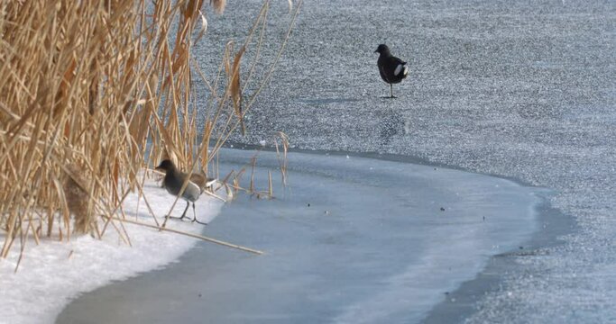 The spotted crake (Porzana porzana) walks on the ice, the Drava River