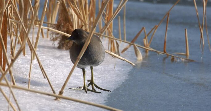 The spotted crake (Porzana porzana) walks on the ice, the Drava River