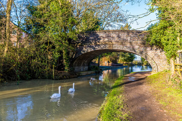 Fototapeta na wymiar Swans passing under a bridge on the Grand Union canal approaching Debdale Wharf, UK on a sunny day