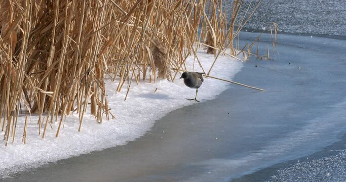 The spotted crake (Porzana porzana) walks on the ice, the Drava River