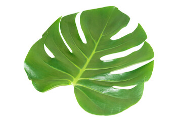 Green leaf of houseplant monstera deliciosa isolated on white background © Pavlo Vakhrushev