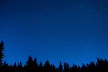 Fototapeta na wymiar Forest and pine trees landscape under blue dark night sky with many stars, milky way cosmos background