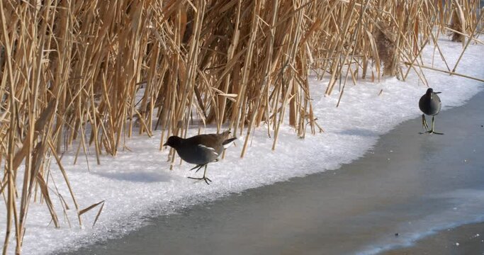 The spotted crake (Porzana porzana) walks on the ice, the Drava River