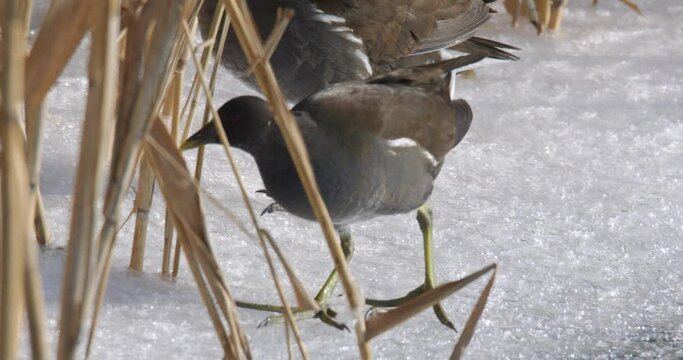 The spotted crake (Porzana porzana) walks on the ice, the Drava River