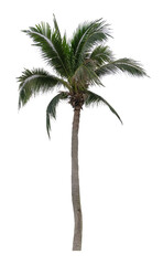 Beautiful palm tree isolated on white background. Suitable for use in architectural design or Decoration work.