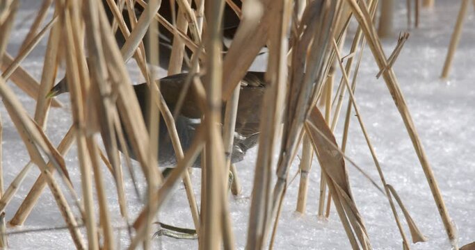 The spotted crake (Porzana porzana) walks on the ice, the Drava River